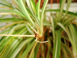 Spider Plant Baby with no roots