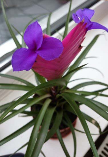 Tillandsia Pink Quill houseplant showing off its blue flowers