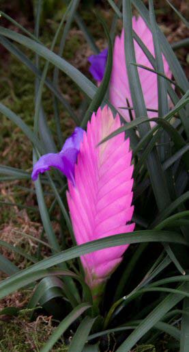 A Pink Quill houseplant complete with flowering bract, photo by Magnus Manske
