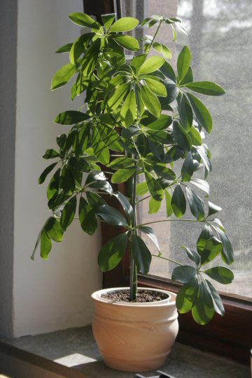 Umbrella Plants can be grown as tall or short houseplants following simple care instructions