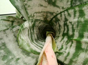 Close up of the Urn Plant's water holding vase