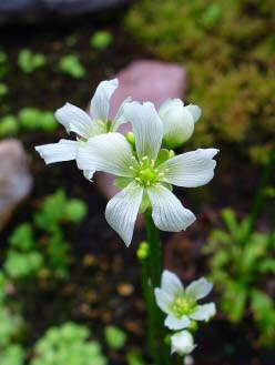 Venus Flytraps do produce flowers sometimes - photo by H. Zell