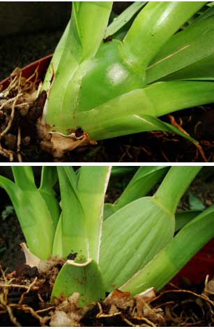 The top photo shows a new pseudobulb, with the bottom picture showing several old pseudobulbs