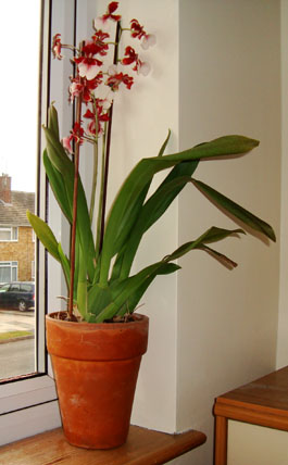 A Cambria (Vuylstekeara) Orchid house plant with flowers on a window ledge