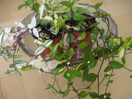 A Wandering Jew Plant with white and cream stripes in the leaves
