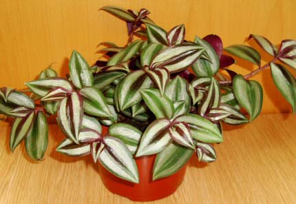 Photo of the Wandering Jew Plant in the house