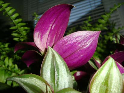 Wandering Jew Plant photo showing the glistening leaf surface and purple underside