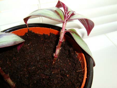 Propagation of a Wandering Jew Plant