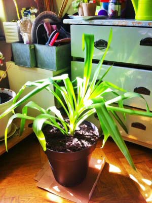 A recent Yucca offset potted up for propagation