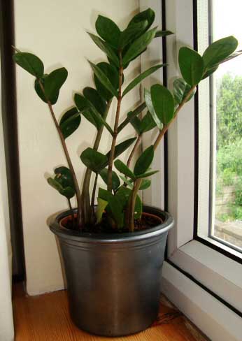 ZZ Plant on a window ledge