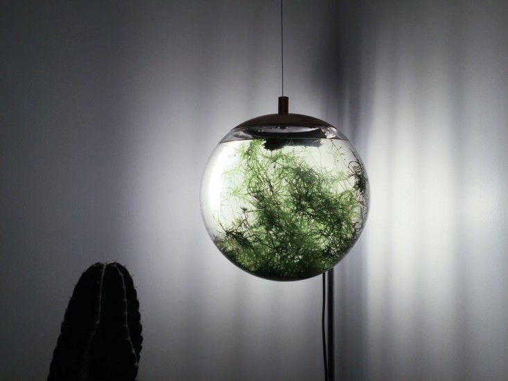 hanging-glass-terrarium-richard-clarkson-gardenista