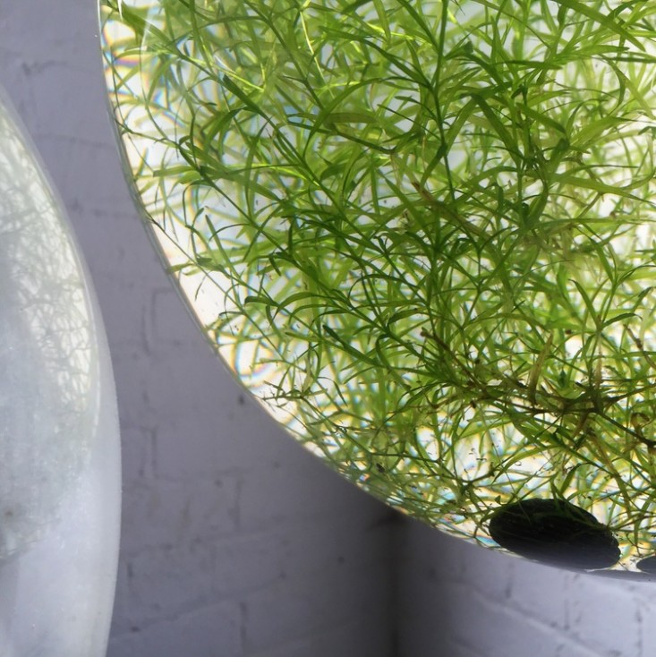 hanging-glass-orb-terrarium-richard-clarkson-gardenista