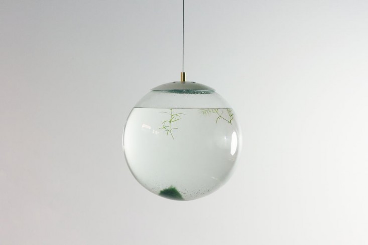 globe-terrarium-hanging-glass-gardenista