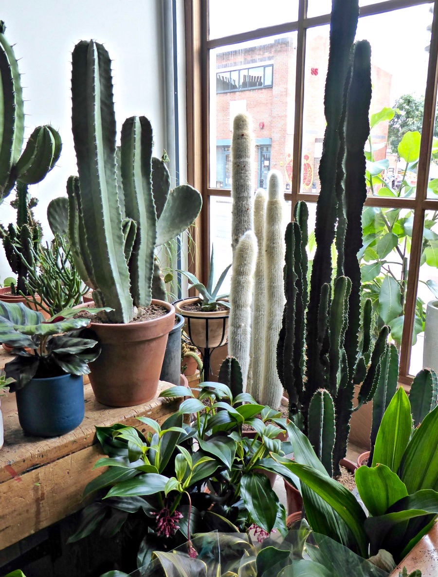 conservatory-archives-london-houseplant-house-plants-shop-cacti-gardenista