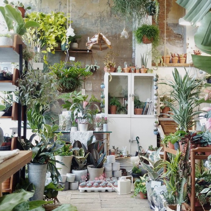 conservatory-archives-vintage-dresser-houseplant-house-house-plants-london-gardenista