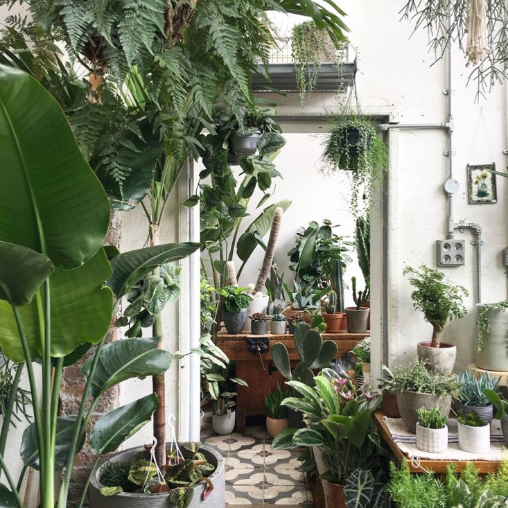 conservatory-archives-london-houseplant-house-plants-shop-hackney-gardenista