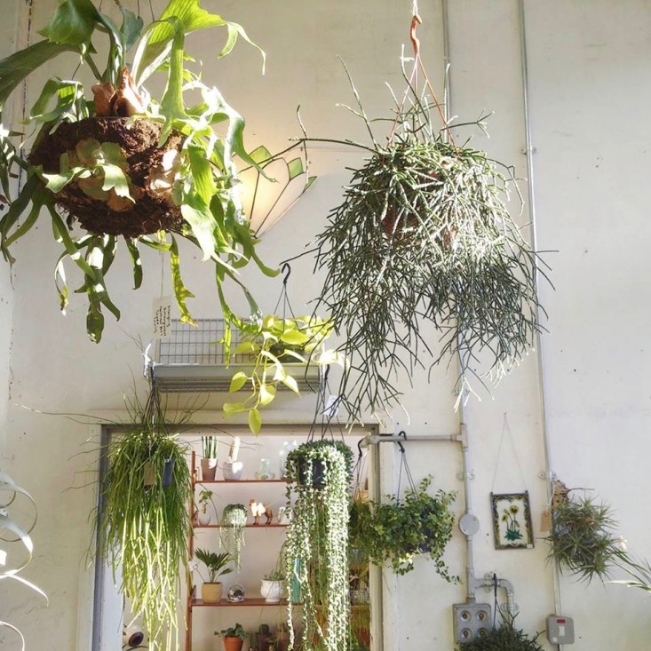 conservatory-archives-london-shop-hanging-plants-staghorn-fern-houseplant-house-plants-gardenista