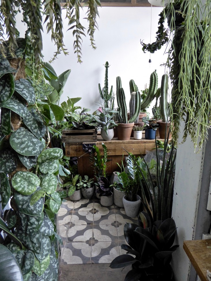 conservatory-gardens-shop-london-houseplant-house-plants-tile-floor-gardenista