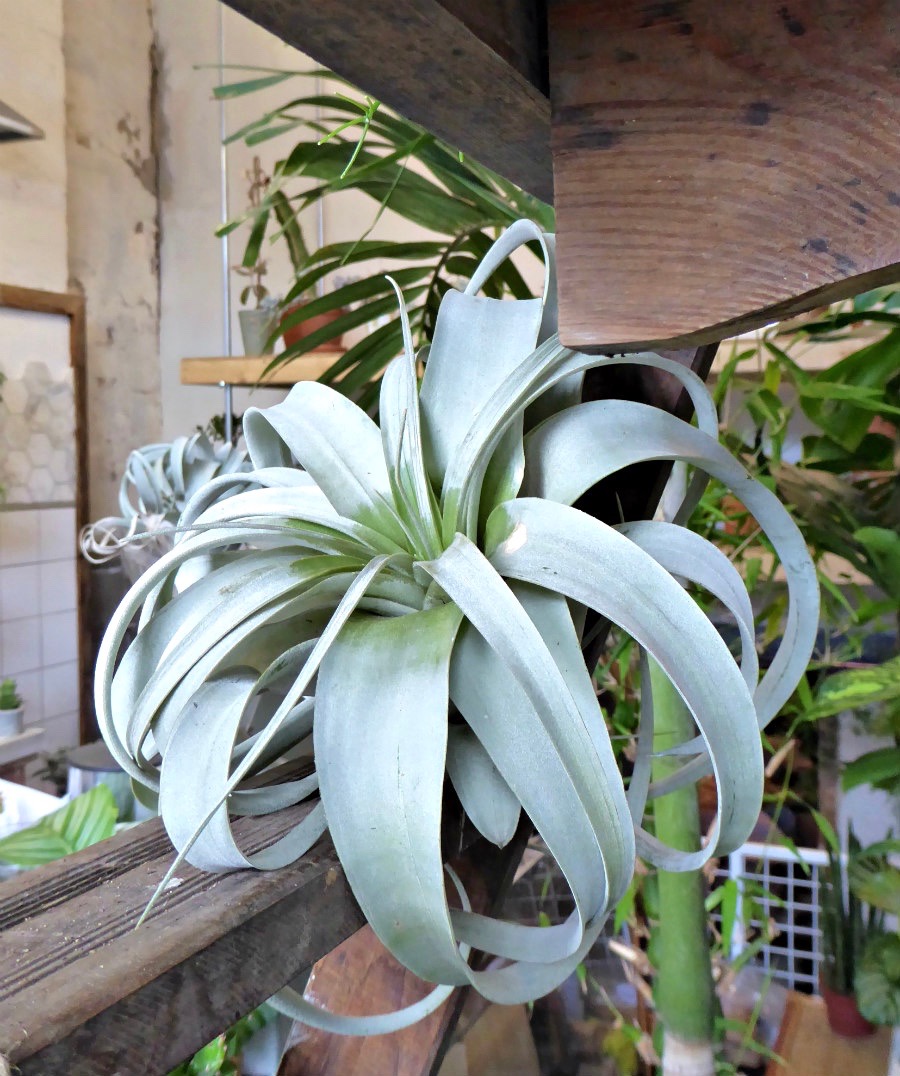 airplan-tillandsia-conservatory-archives-london-shop-gardenista