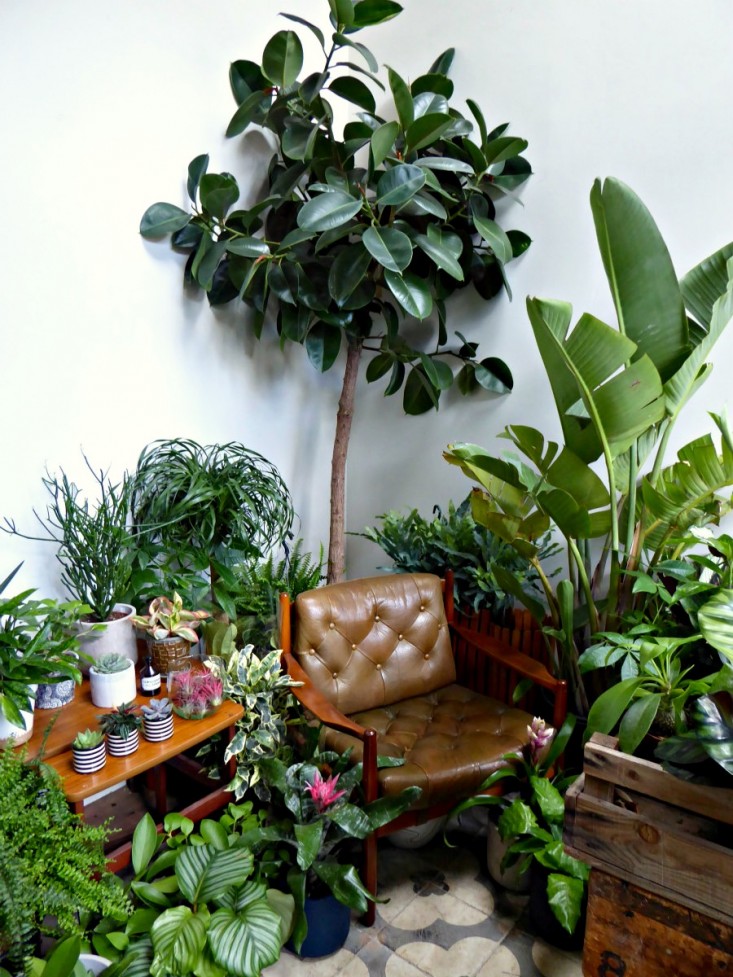 fiddle-leaf-fig-tree-conservatory-archives-london-gardenista