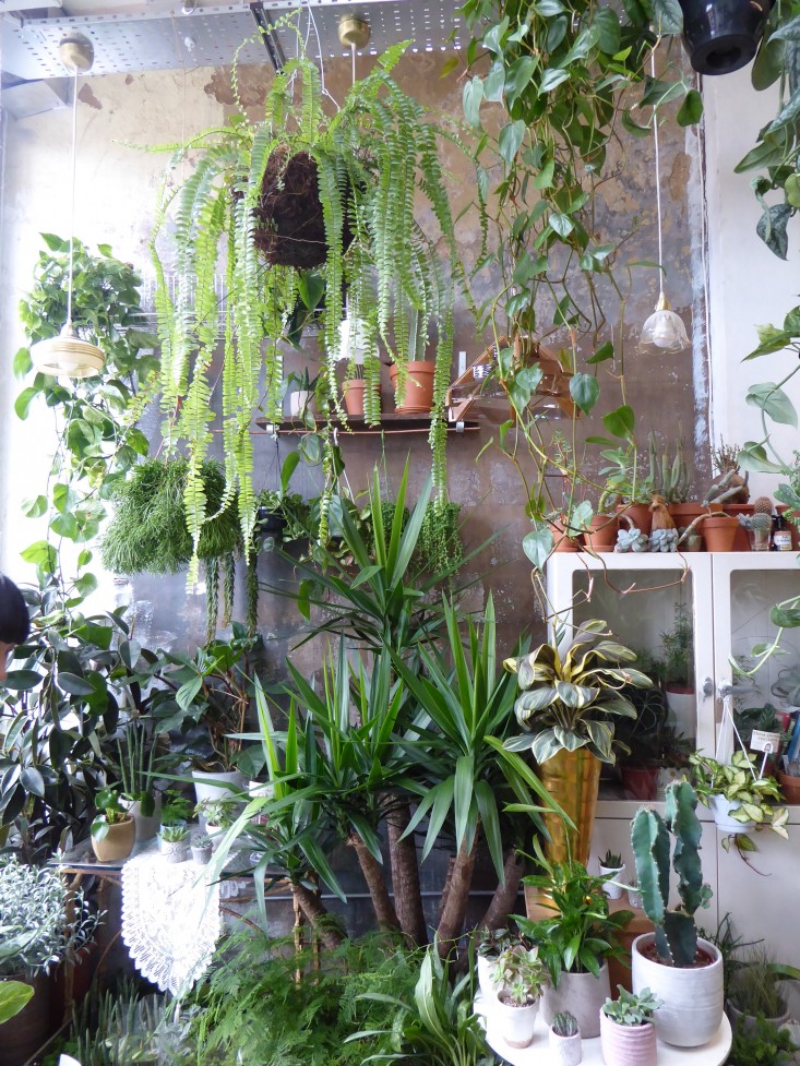 conservatory-archives-london-shop-plaster-walls-houseplants-house-plants-gardenista
