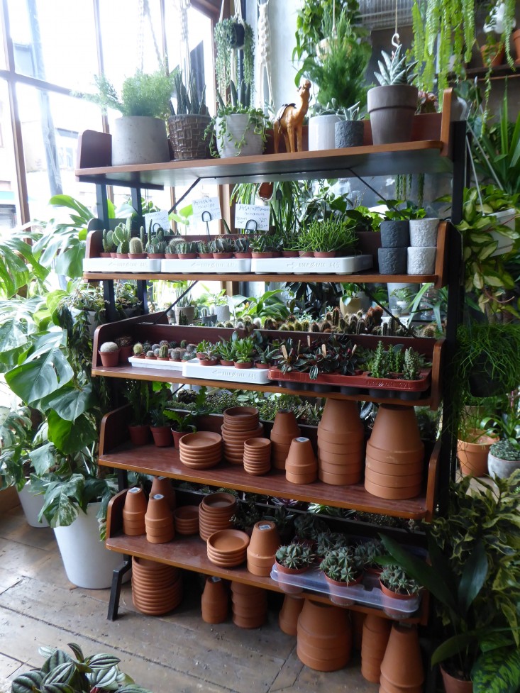 terra-cotta-pots-shelves-conservatory-archives-london-shop-gardenista
