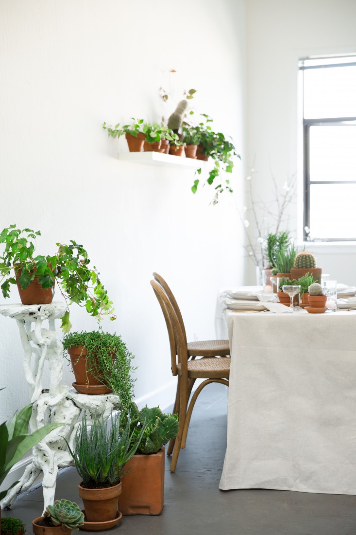 PlantLibrary-110-houseplants-terra-cotta-dining-room-gardenista