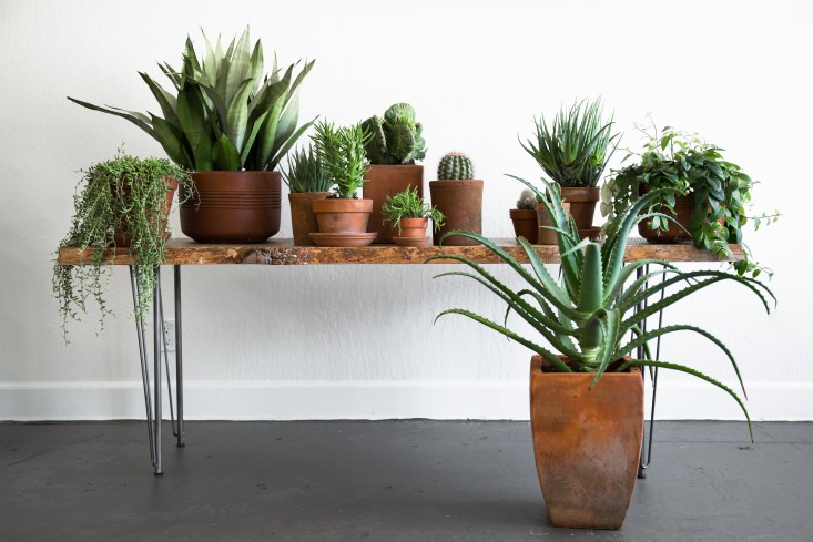 PlantLibrary-151-benchhouseplants-terra-cotta-dining-room-gardenista