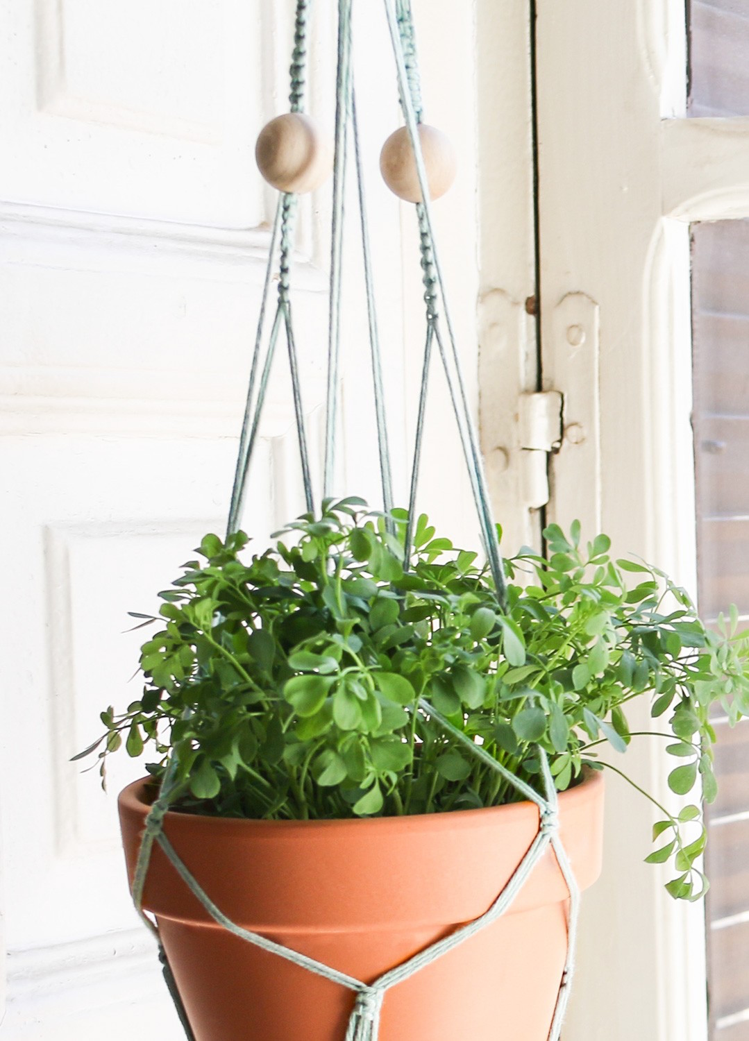 macrame-kit-coton-agave-plant-hanger-gardenista