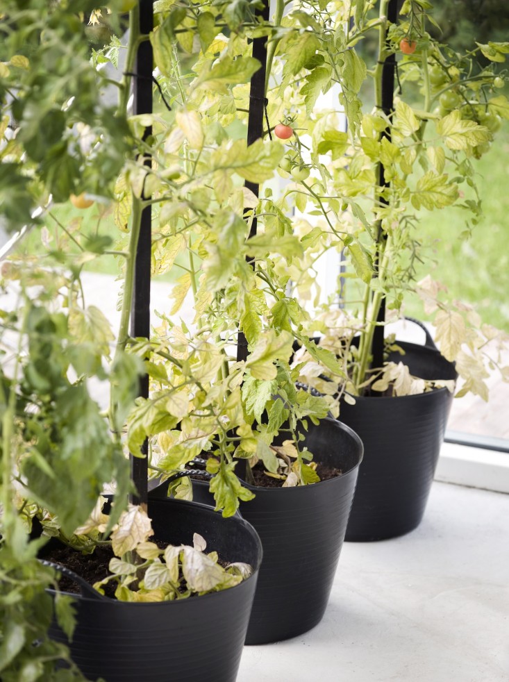black-white-orangery-outbuilding-gardenista-tomato-plants