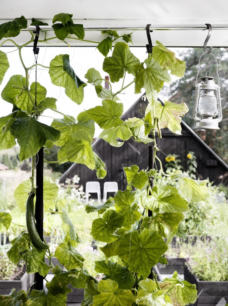 black-white-orangery-outbuilding-gardenista-squash