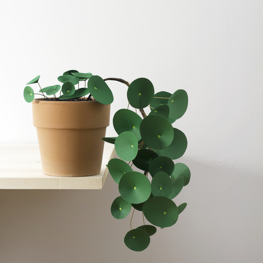 corrie_hogg_paper_pilea2