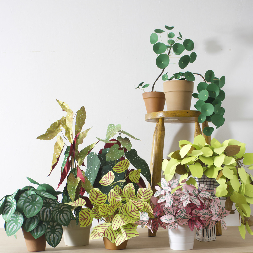 Corrie_Hogg_paper_plants_multi2