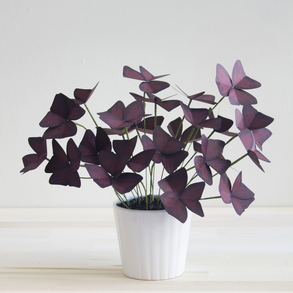 Corrie_Beth_Hogg_paper_plant_oxalis