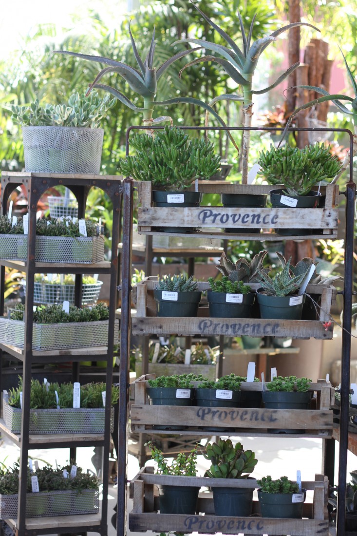 provence-trays-succulents-flora-grubb-gardenista