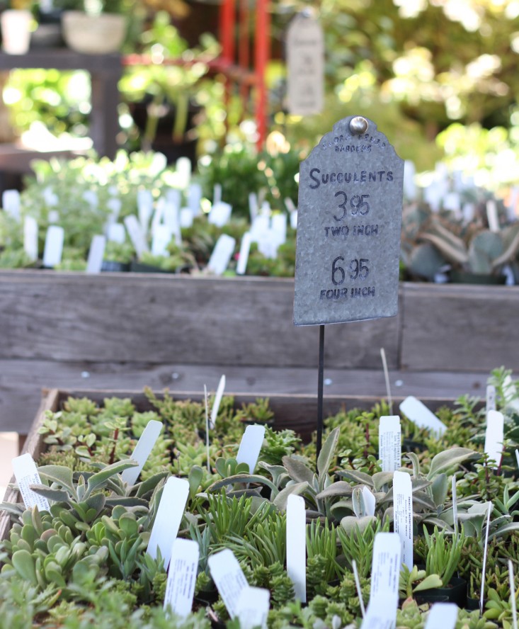 succulent-prices-flora-grubb-gardenista
