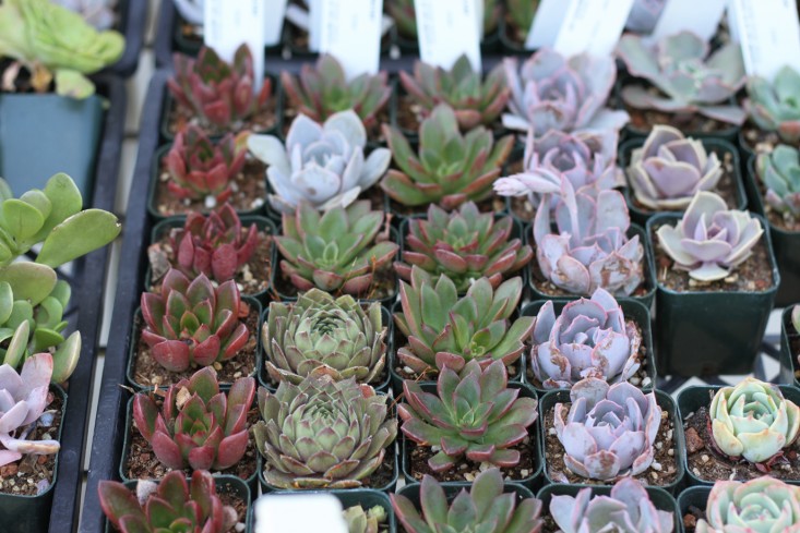 purple-green-succulents-plant-tray-flora-grubb-gardenista