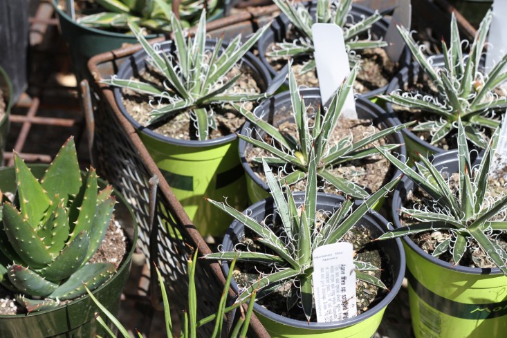 agave-plant-flora-grubb-gardenista