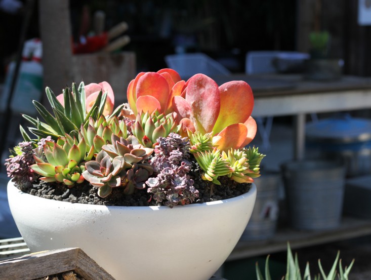 unglazed succulent pot