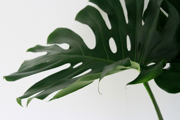 leaf_monstera_erinboyle_gardenista