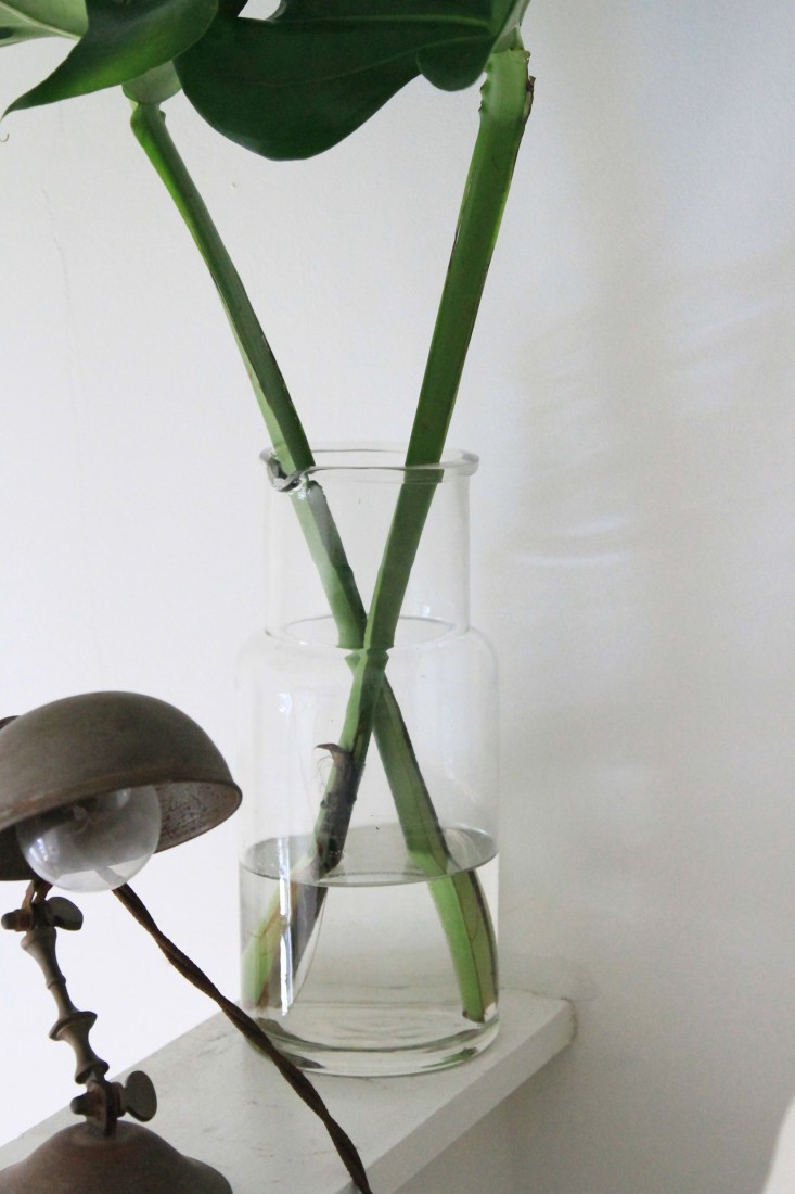 stems_monstera_erinboyle_gardenista