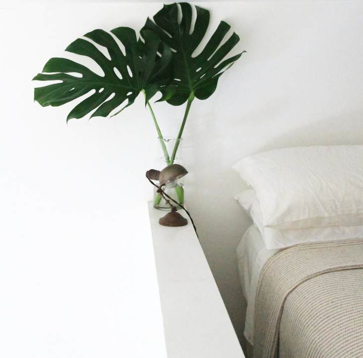 monstera_erinboyle_gardenista