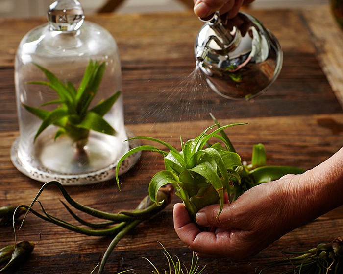 air plants tillandsias hand l Gardenista