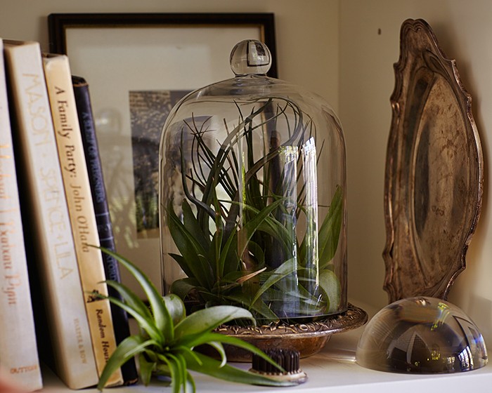 air plants tillandsias under glass l Gardenista