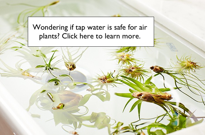 is tap water safe for air plants l Gardenista
