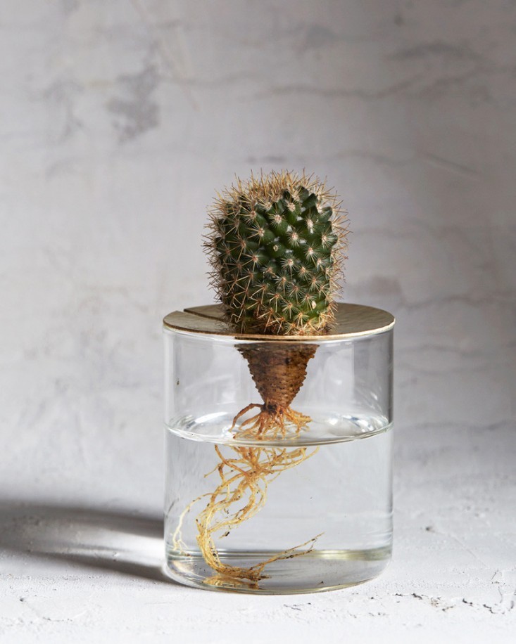 brass-lidded-terrarim-gardenista-1-3_0