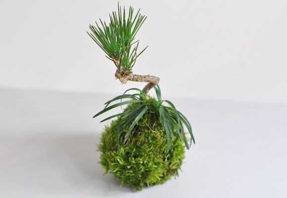 kokedama-black-pine-tree-gardenista