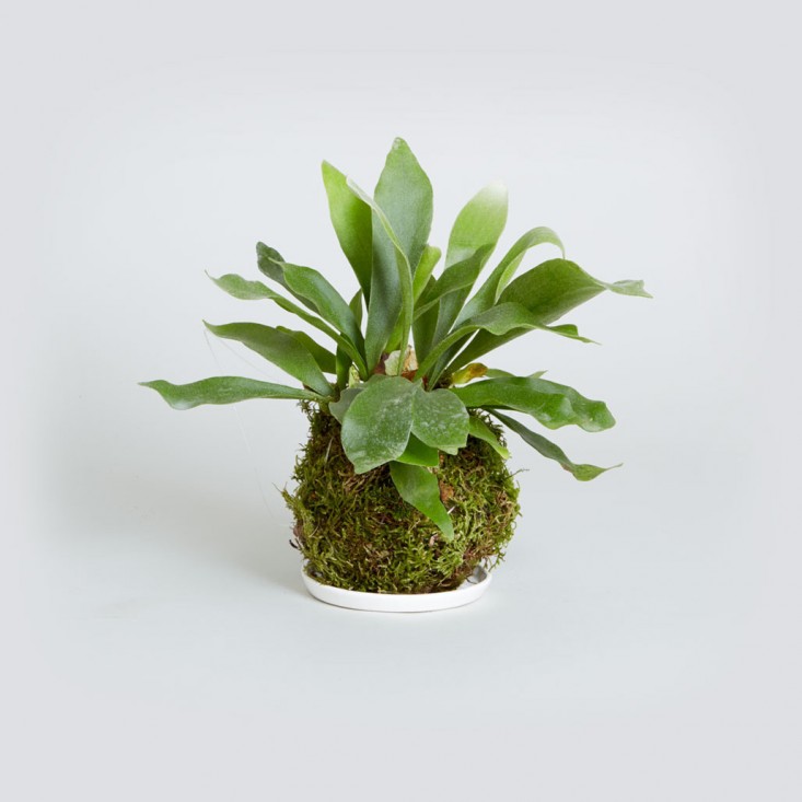 Kokedama_Staghorn_Fern_the-sill-gardenista