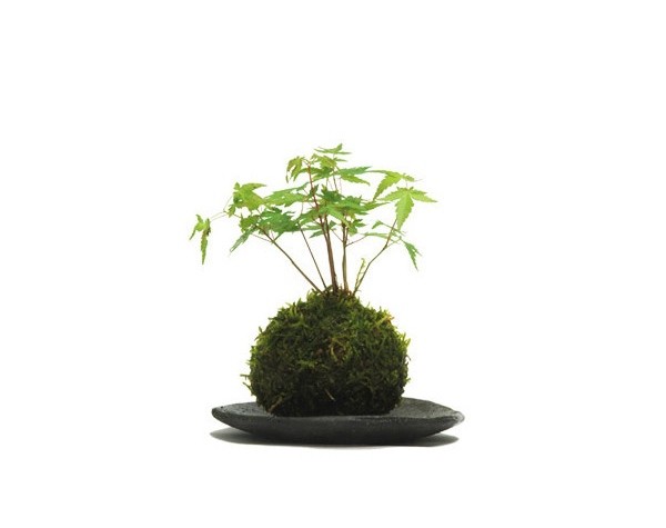 kokedama-japanese-maple-gardenista