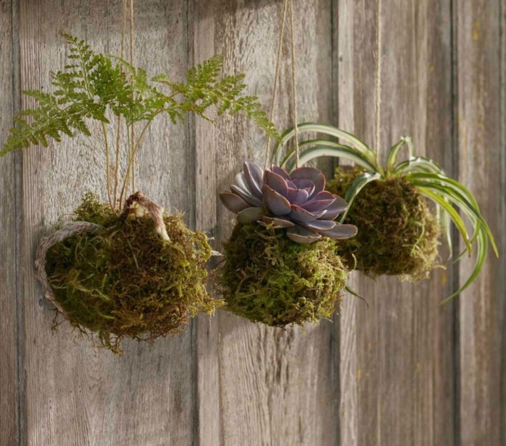 kokedama-succulents-fern-trio-gardenista